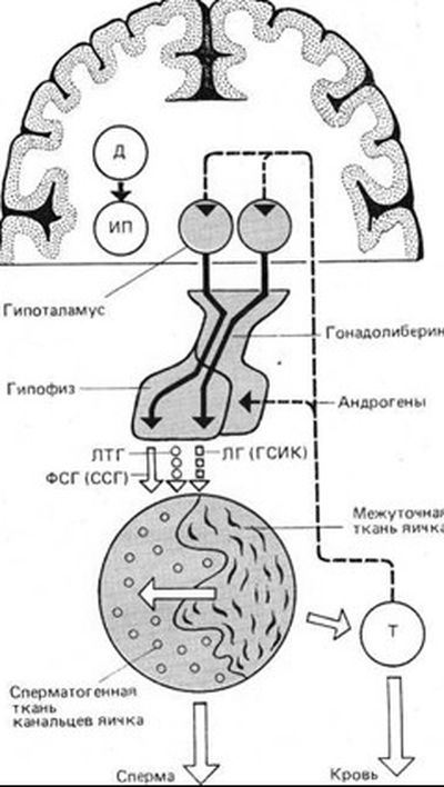 Физиология мужских половых органов 4